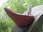 Foto escultura IBO 44